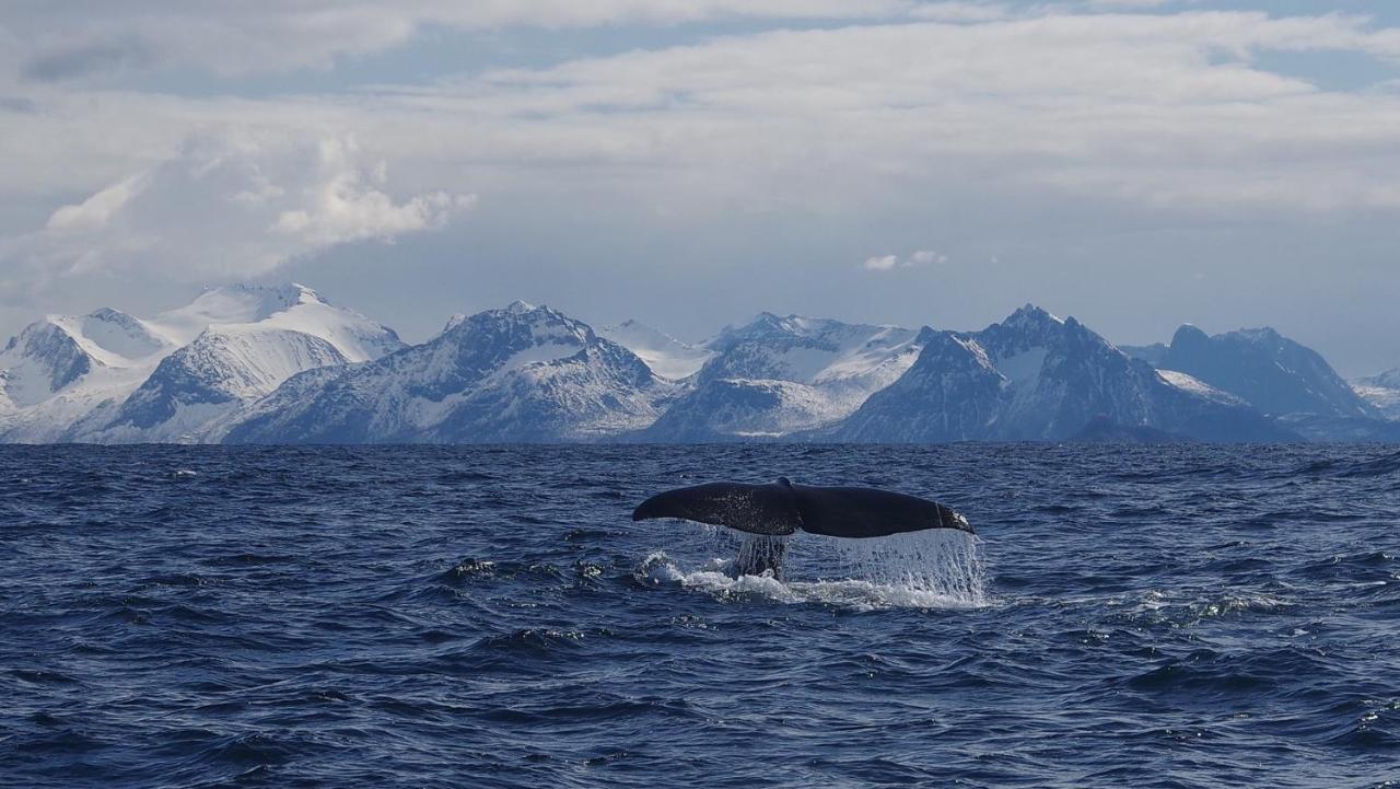 Prima Lofoten Myrland Exteriér fotografie