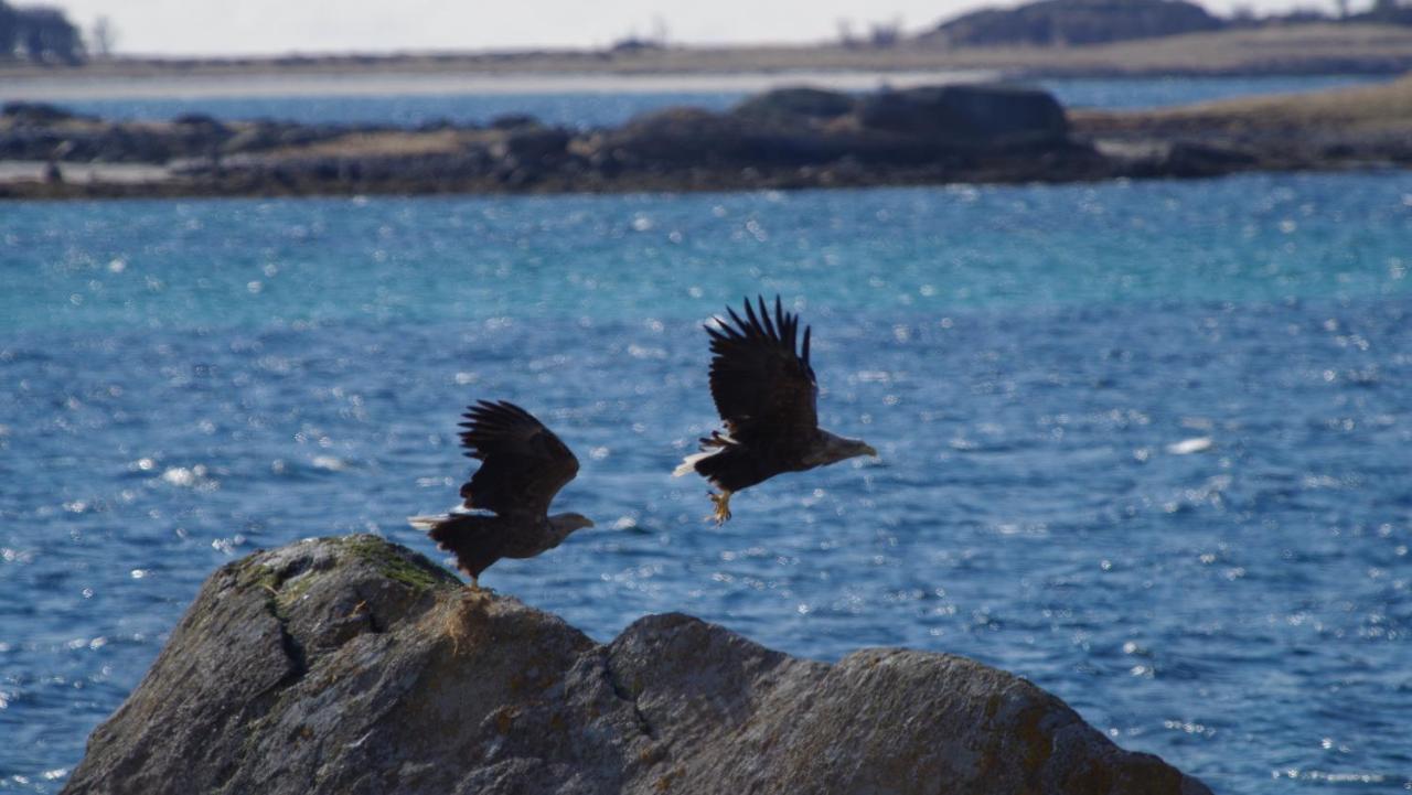 Prima Lofoten Myrland Exteriér fotografie